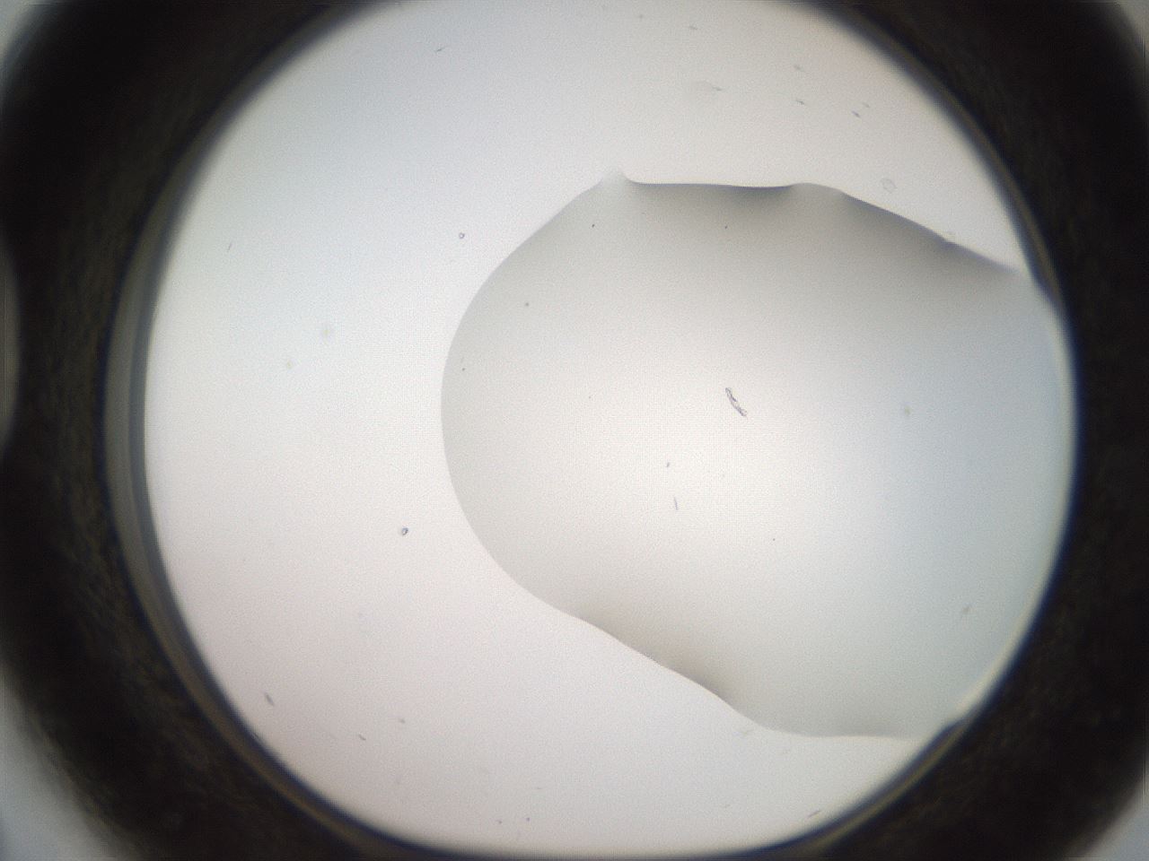 folderID565_plateID2565_batchID12848_wellNum41_profileID1_d1_r195025_ef.jpg