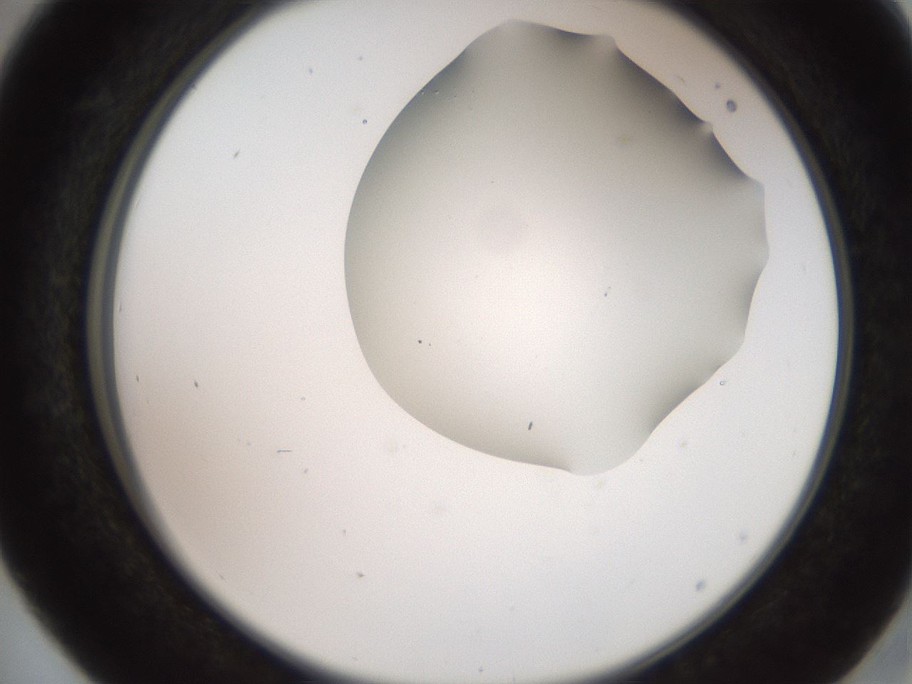 folderID565_plateID2565_batchID12848_wellNum41_profileID1_d2_r195889_ef.jpg