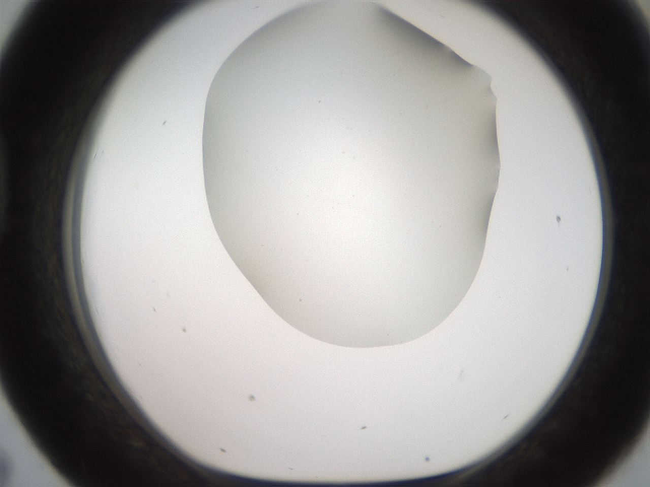 folderID565_plateID2565_batchID12848_wellNum43_profileID1_d1_r195027_ef.jpg