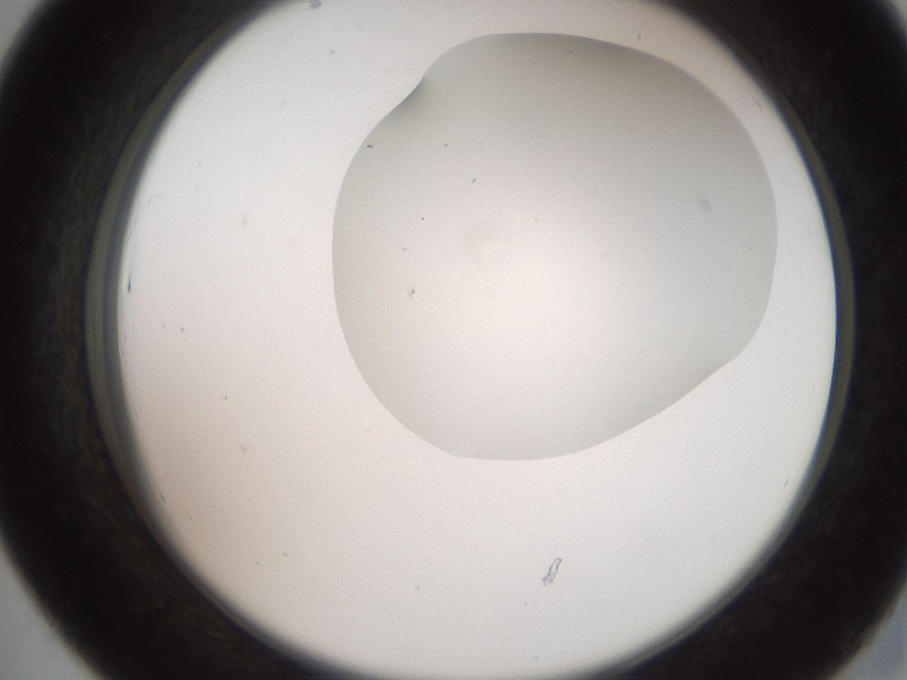 folderID565_plateID2565_batchID12848_wellNum43_profileID1_d2_r195891_ef.jpg