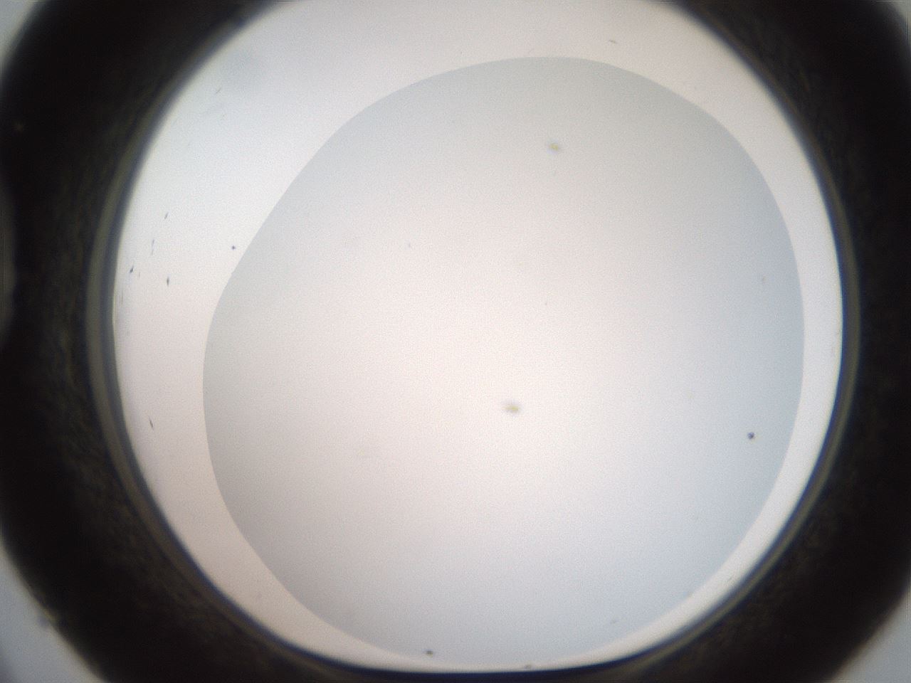 folderID565_plateID2565_batchID12848_wellNum45_profileID1_d1_r195029_ef.jpg