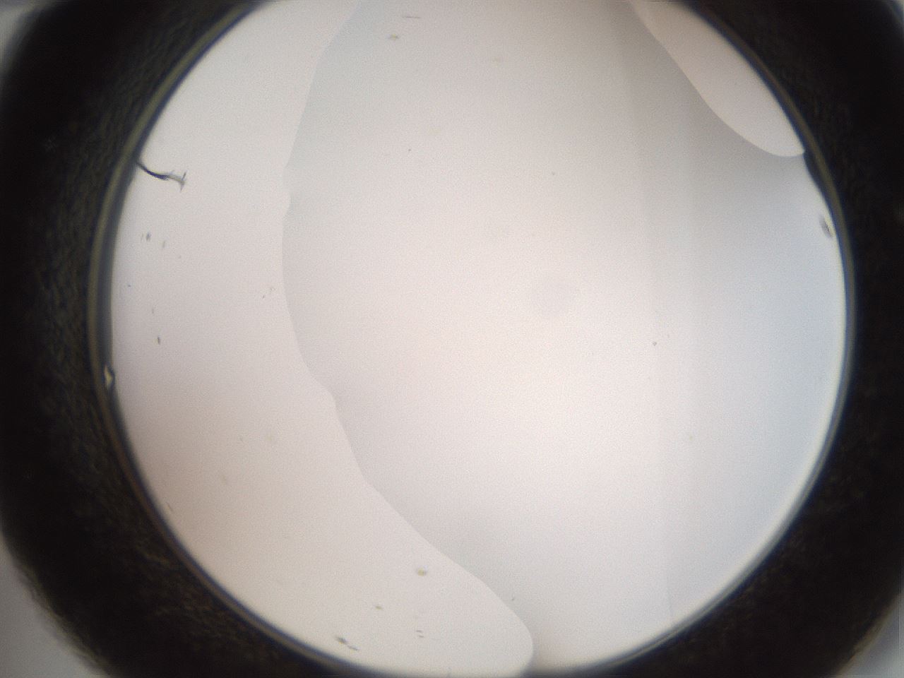 folderID565_plateID2565_batchID12848_wellNum46_profileID1_d2_r195894_ef.jpg