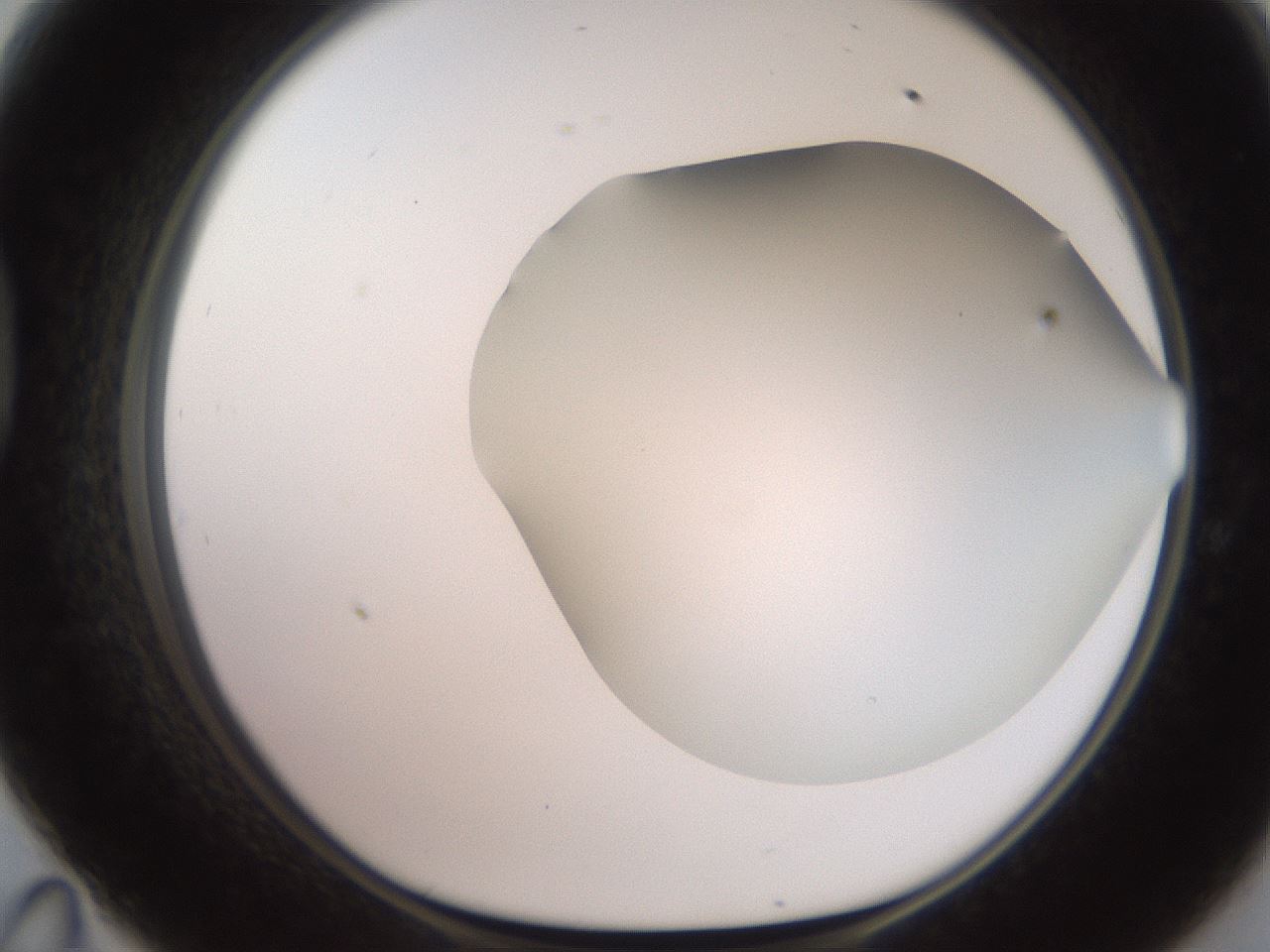 folderID565_plateID2565_batchID12848_wellNum47_profileID1_d1_r195031_ef.jpg