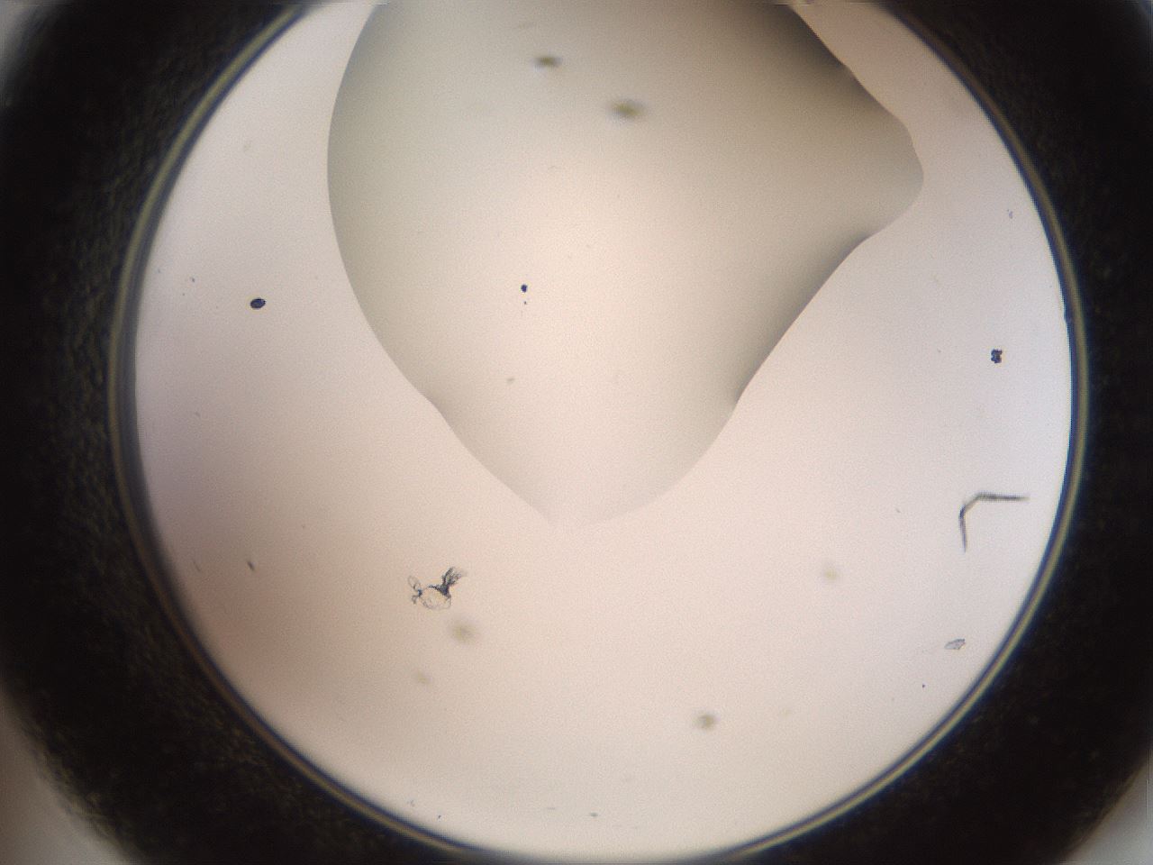 folderID565_plateID2565_batchID12848_wellNum47_profileID1_d2_r195895_ef.jpg