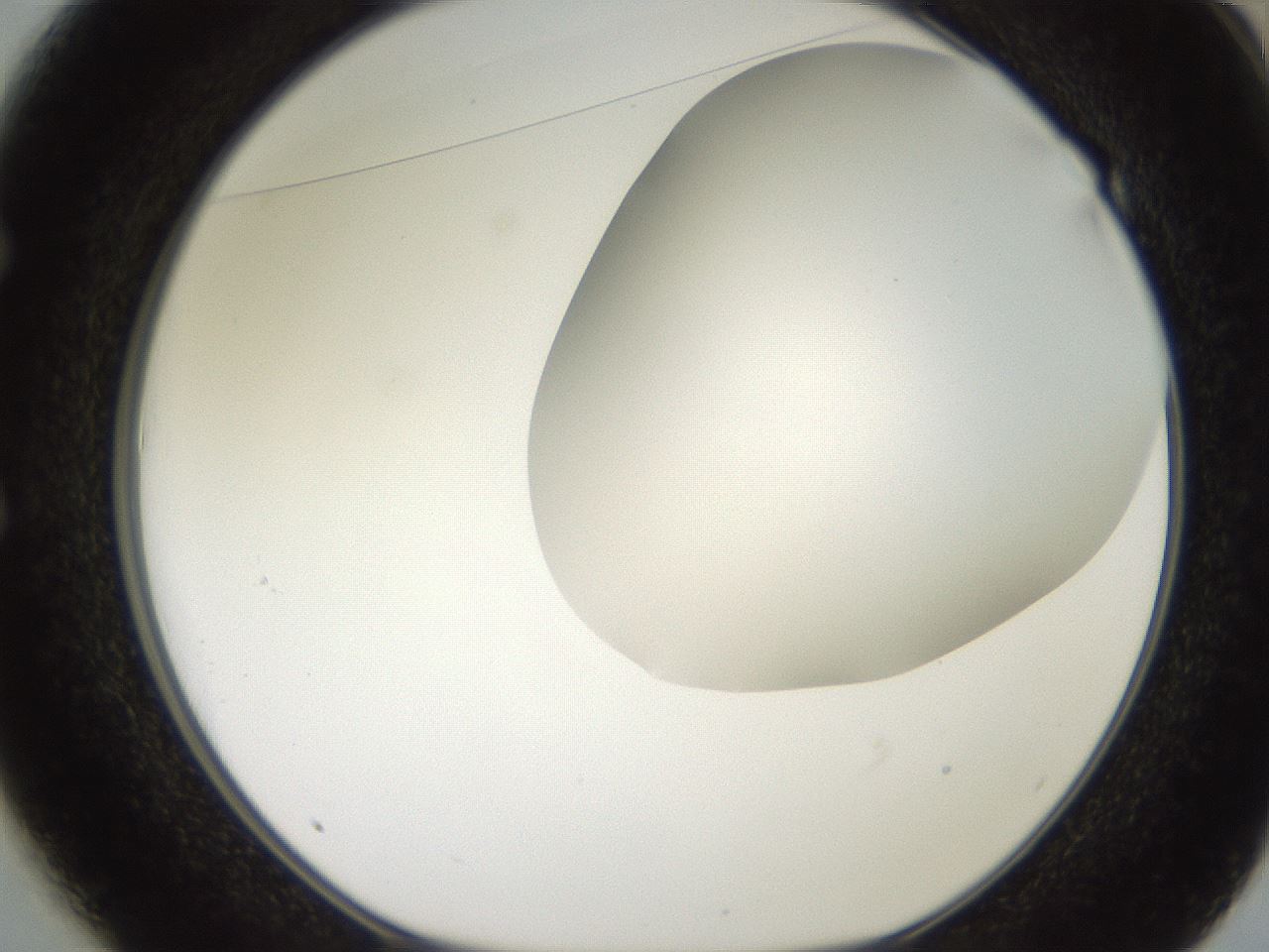 folderID565_plateID2565_batchID12848_wellNum49_profileID1_d1_r195033_ef.jpg