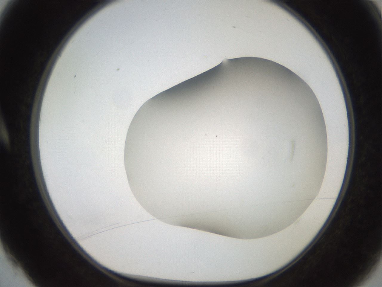 folderID565_plateID2565_batchID12848_wellNum4_profileID1_d1_r194988_ef.jpg