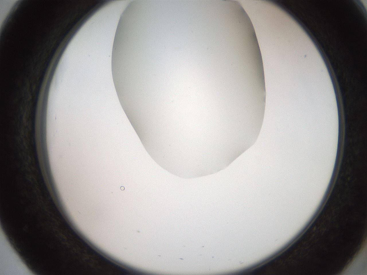 folderID565_plateID2565_batchID12848_wellNum51_profileID1_d2_r195899_ef.jpg