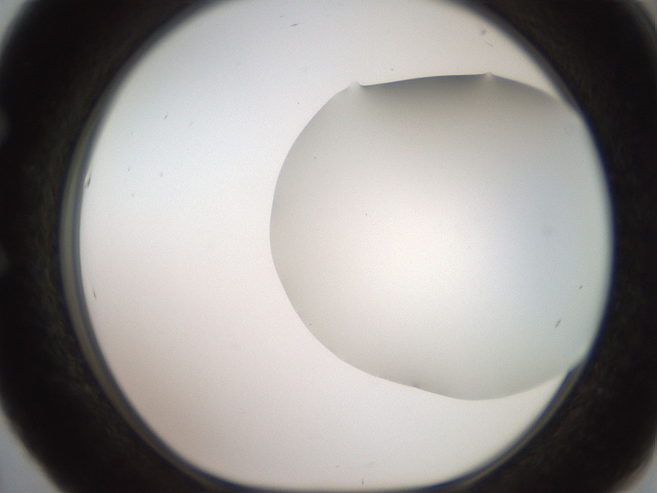 folderID565_plateID2565_batchID12848_wellNum53_profileID1_d1_r195037_ef.jpg
