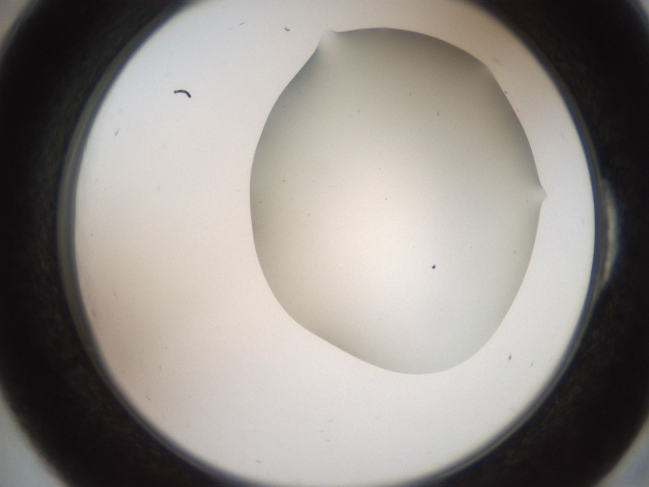 folderID565_plateID2565_batchID12848_wellNum54_profileID1_d2_r195902_ef.jpg