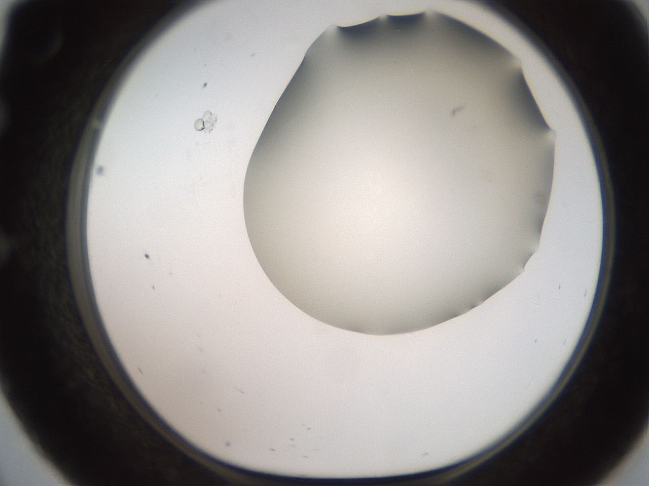 folderID565_plateID2565_batchID12848_wellNum57_profileID1_d1_r195041_ef.jpg