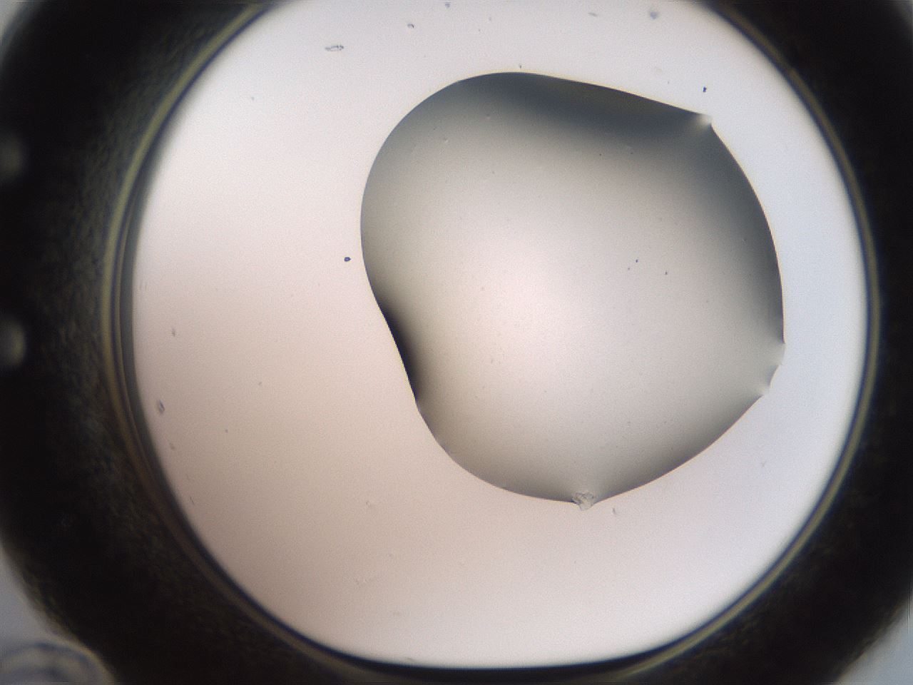 folderID565_plateID2565_batchID12848_wellNum60_profileID1_d1_r195044_ef.jpg