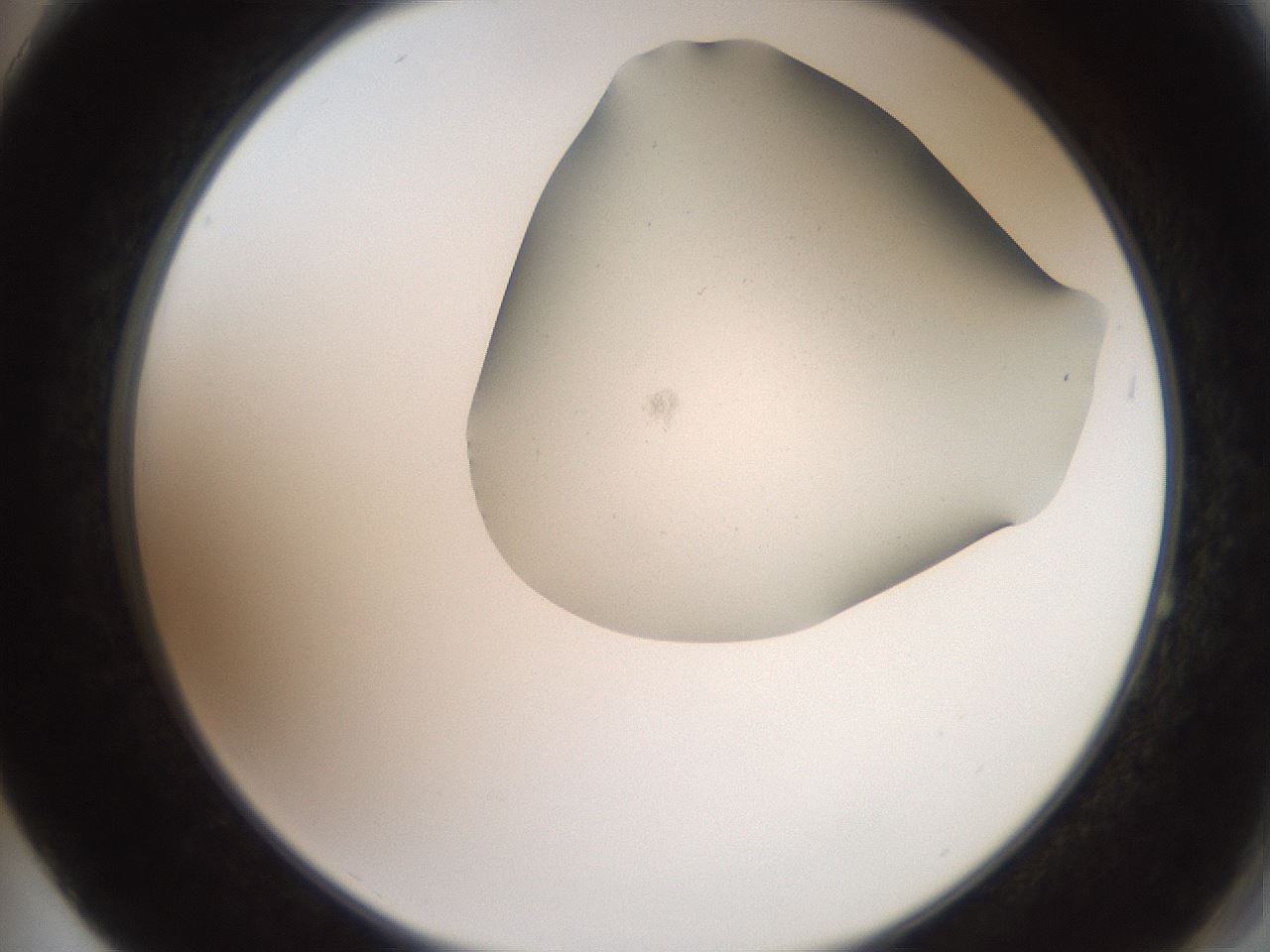 folderID565_plateID2565_batchID12848_wellNum64_profileID1_d2_r195912_ef.jpg