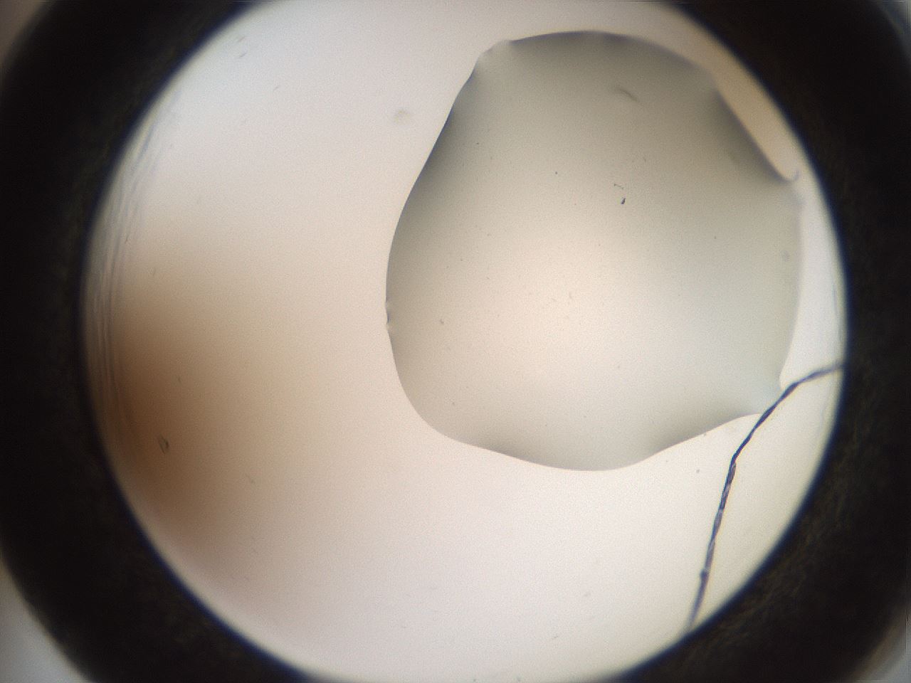 folderID565_plateID2565_batchID12848_wellNum65_profileID1_d2_r195913_ef.jpg