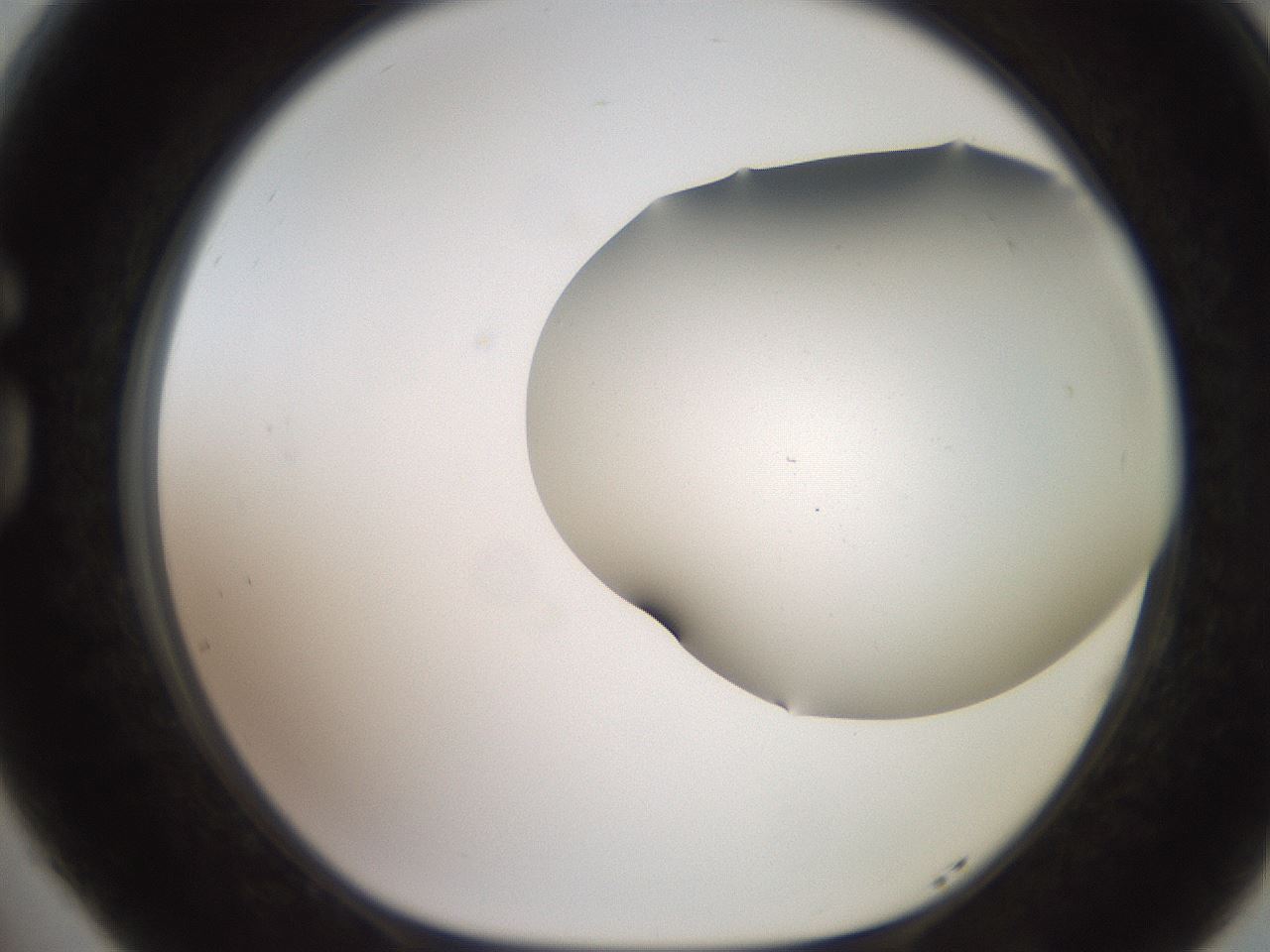 folderID565_plateID2565_batchID12848_wellNum77_profileID1_d1_r195061_ef.jpg