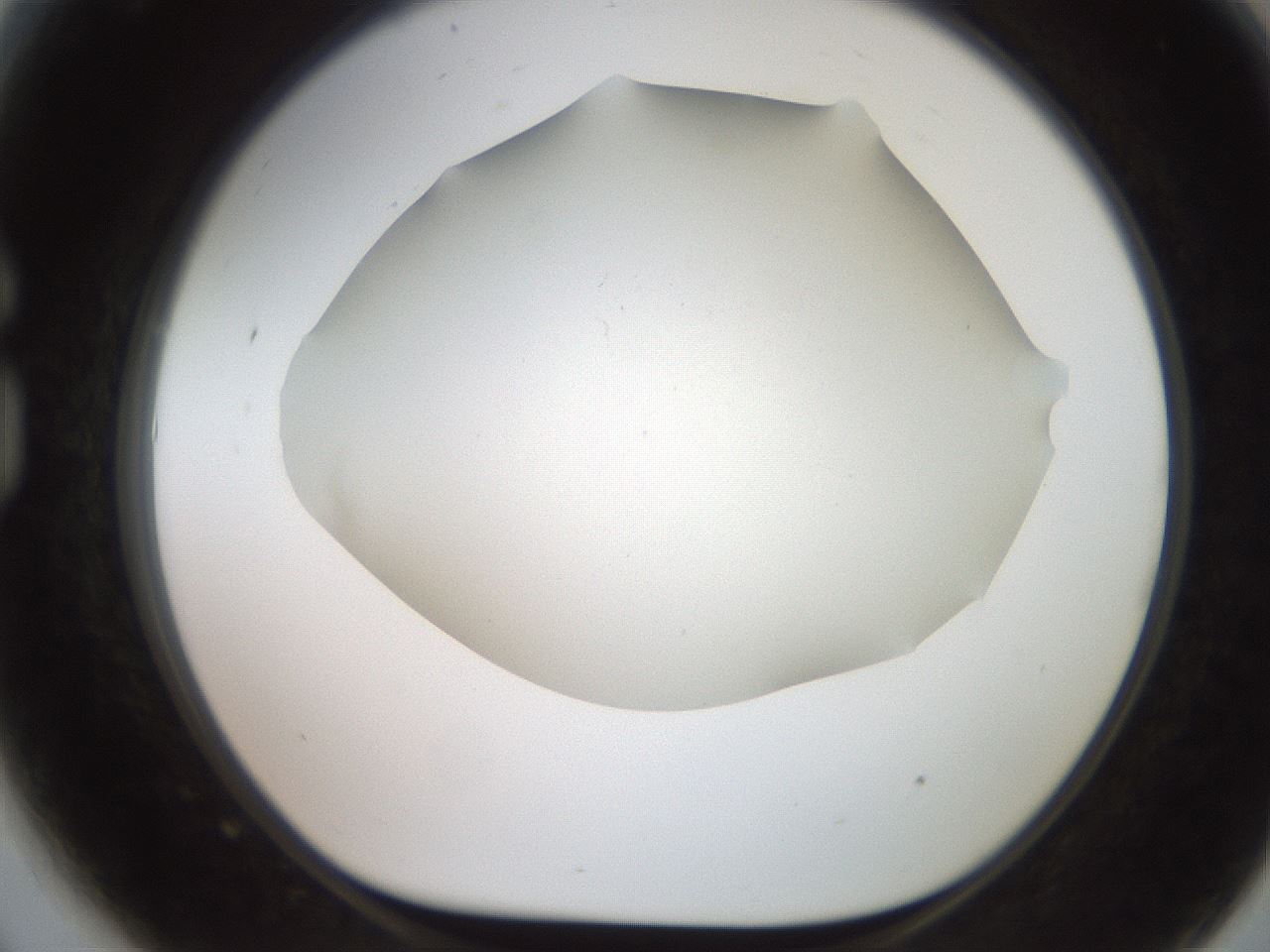 folderID565_plateID2565_batchID12848_wellNum81_profileID1_d1_r195065_ef.jpg