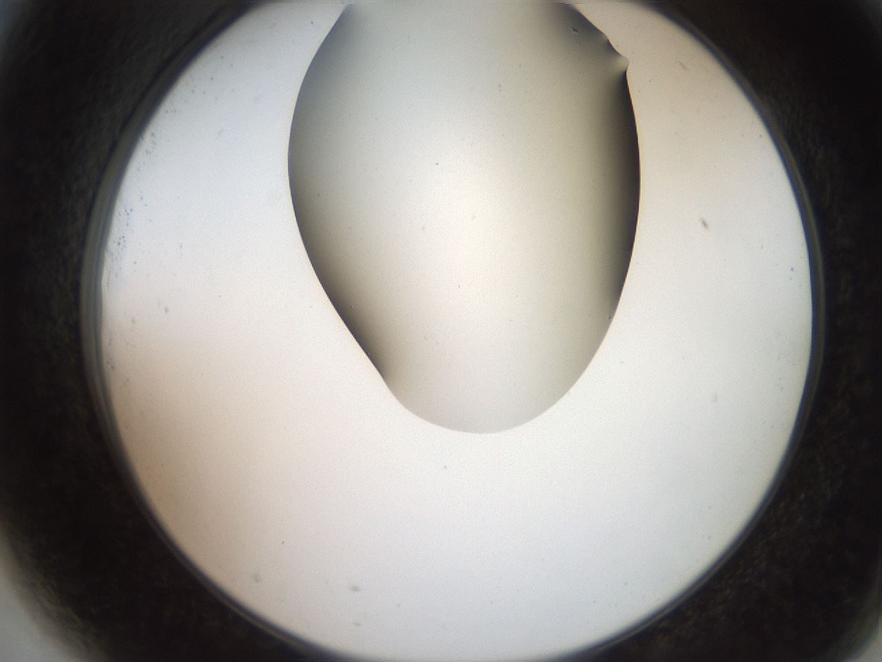 folderID565_plateID2565_batchID12848_wellNum81_profileID1_d2_r195929_ef.jpg