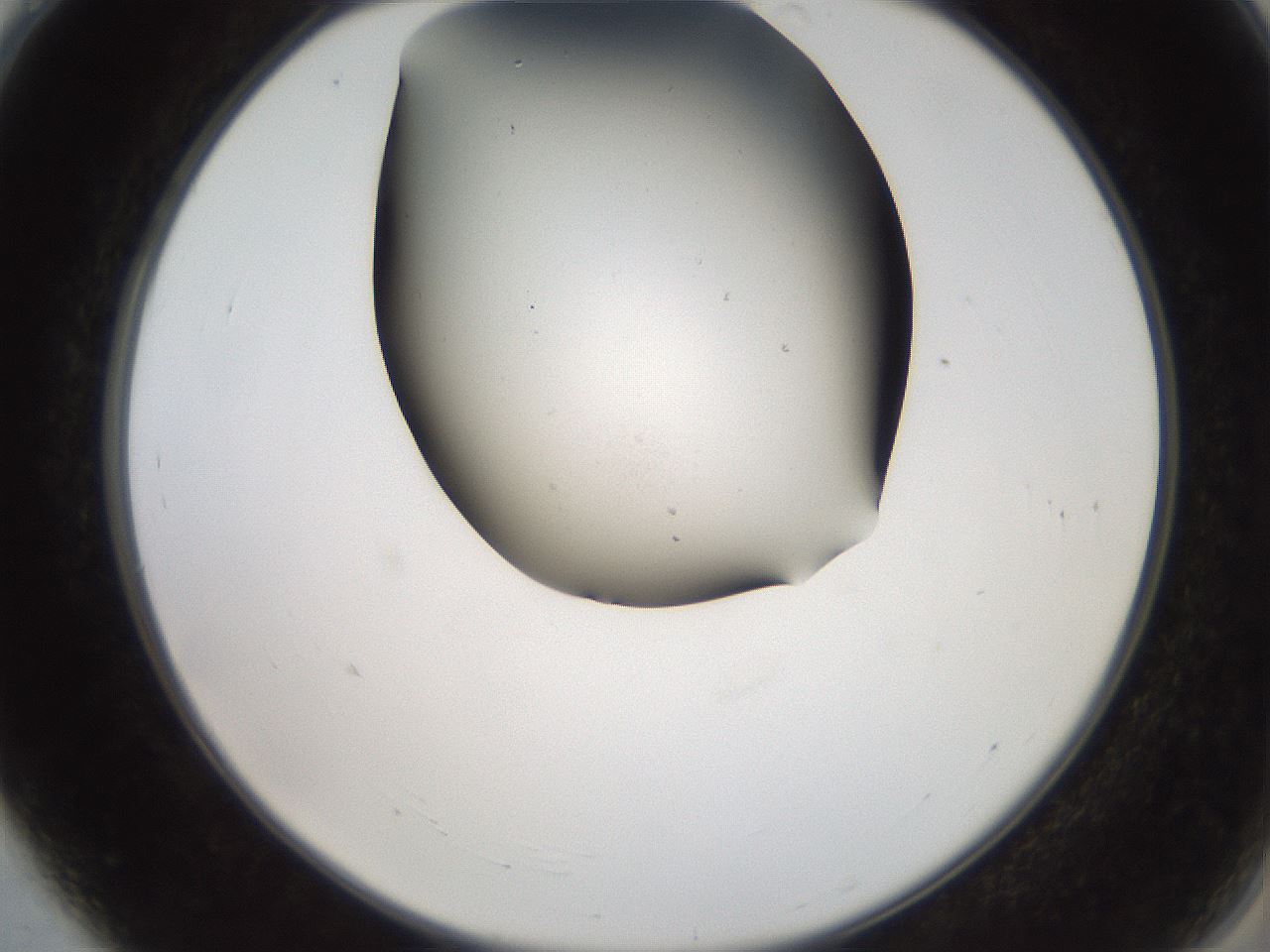 folderID565_plateID2565_batchID12848_wellNum4_profileID1_d2_r195852_ef.jpg