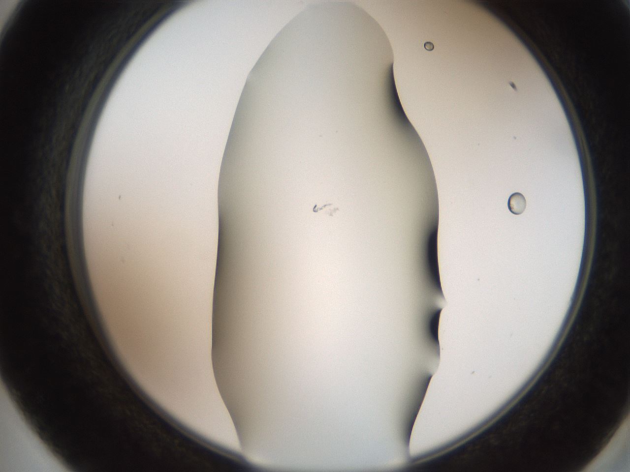 folderID565_plateID2565_batchID12848_wellNum57_profileID1_d2_r195905_ef.jpg