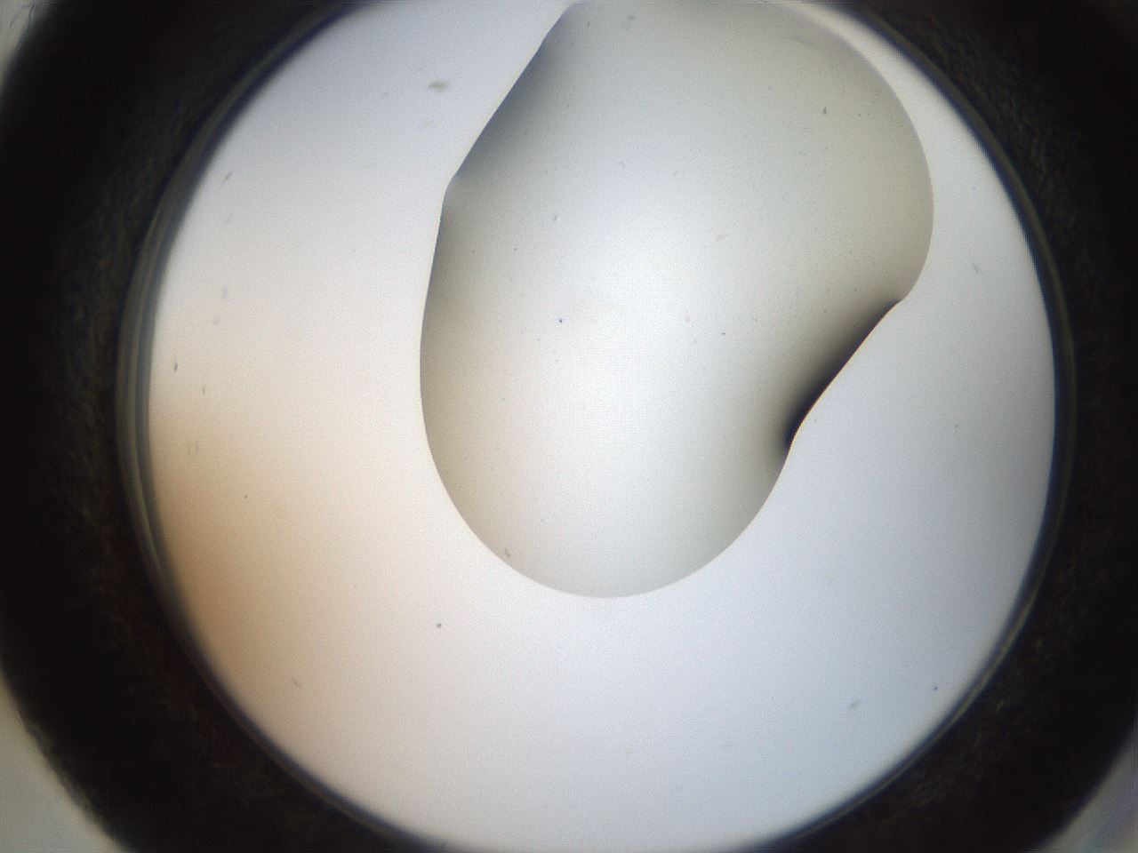 folderID565_plateID2565_batchID12848_wellNum93_profileID1_d2_r195941_ef.jpg