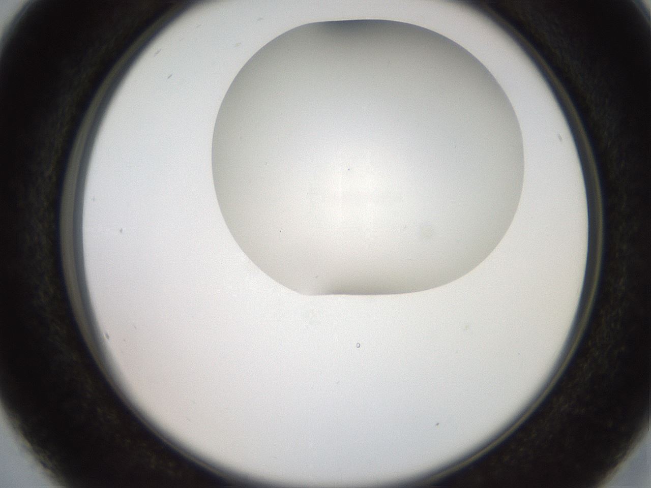 folderID565_plateID2565_batchID13019_wellNum16_profileID1_d2_r195864_ef.jpg