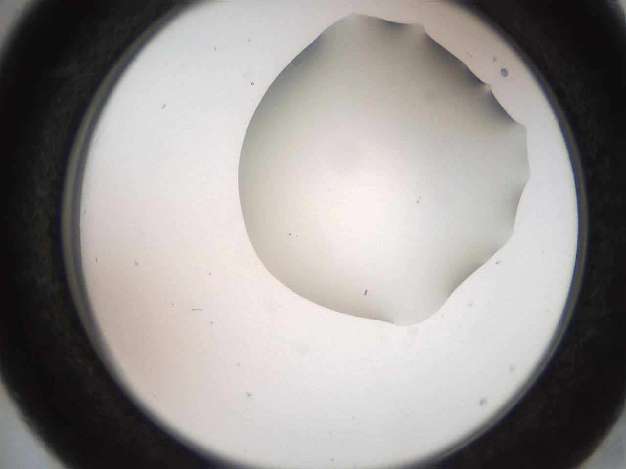 folderID565_plateID2565_batchID13019_wellNum41_profileID1_d2_r195889_ef.jpg