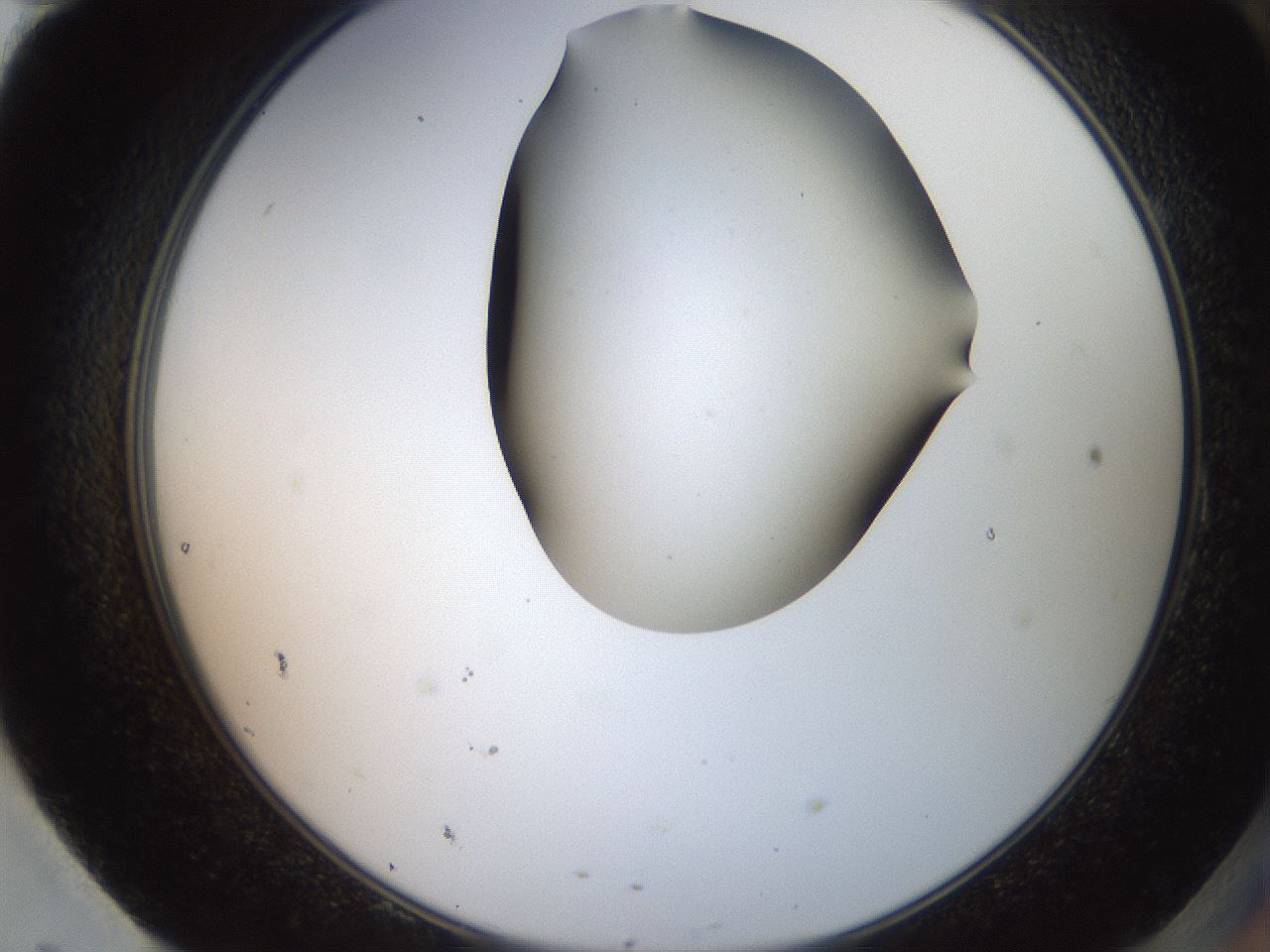 folderID565_plateID2565_batchID12848_wellNum95_profileID1_d2_r195943_ef.jpg