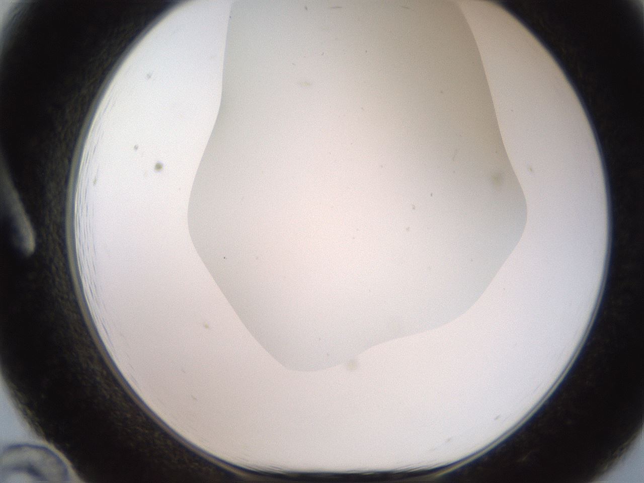 folderID565_plateID2565_batchID13019_wellNum12_profileID1_d1_r194996_ef.jpg