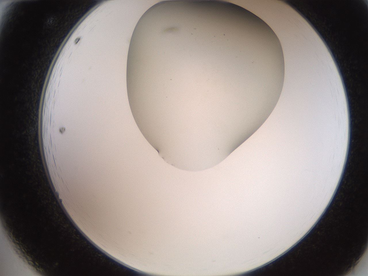folderID565_plateID2565_batchID13019_wellNum12_profileID1_d2_r195860_ef.jpg