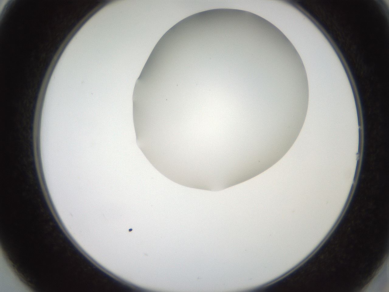 folderID565_plateID2565_batchID13019_wellNum14_profileID1_d2_r195862_ef.jpg
