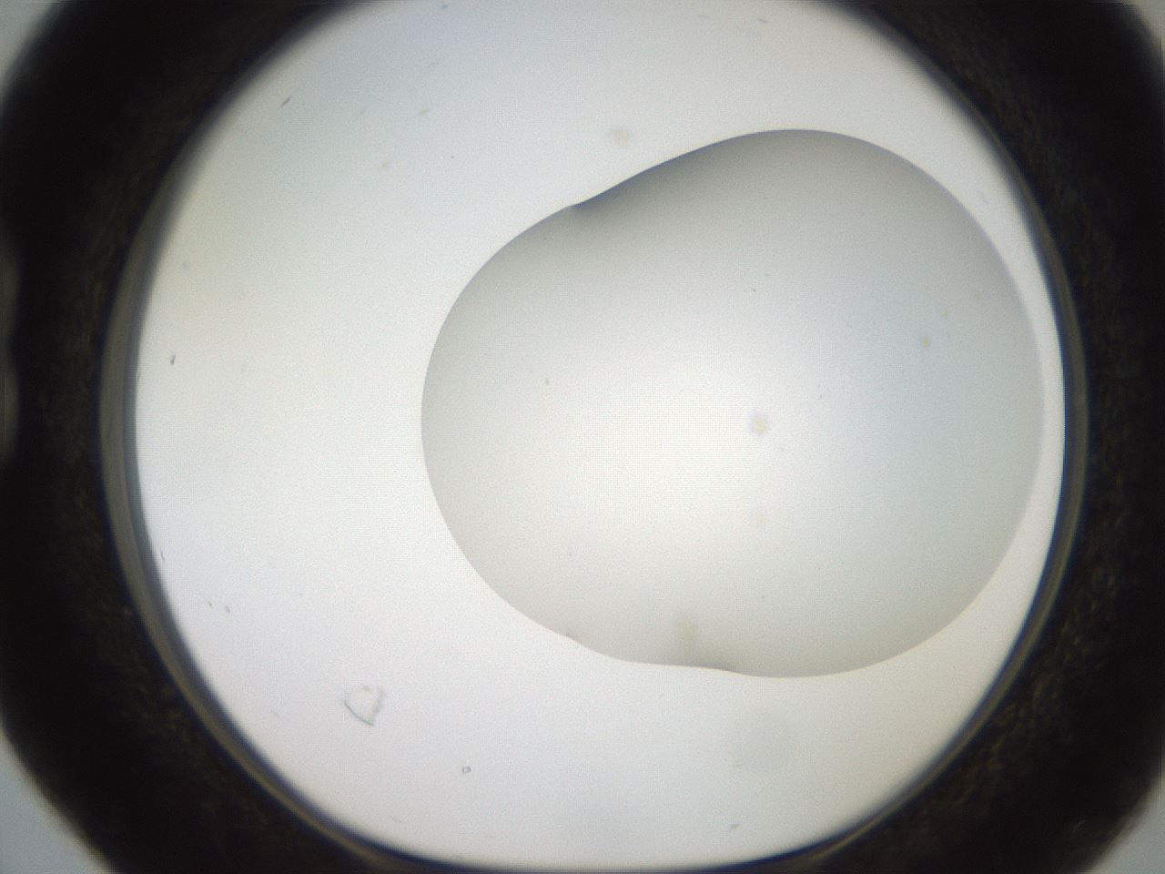 folderID565_plateID2565_batchID13019_wellNum16_profileID1_d1_r195000_ef.jpg