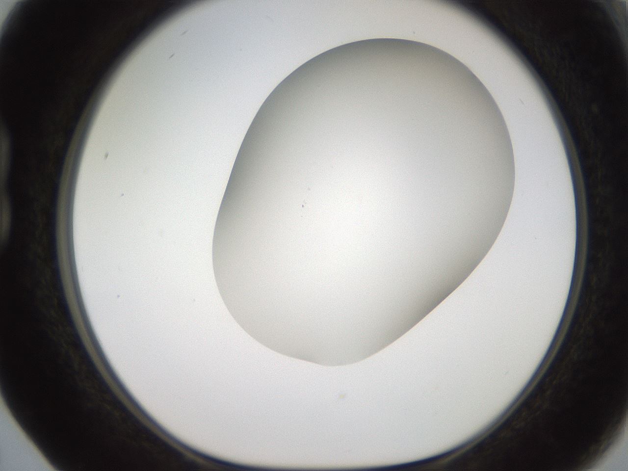 folderID565_plateID2565_batchID13019_wellNum17_profileID1_d1_r195001_ef.jpg