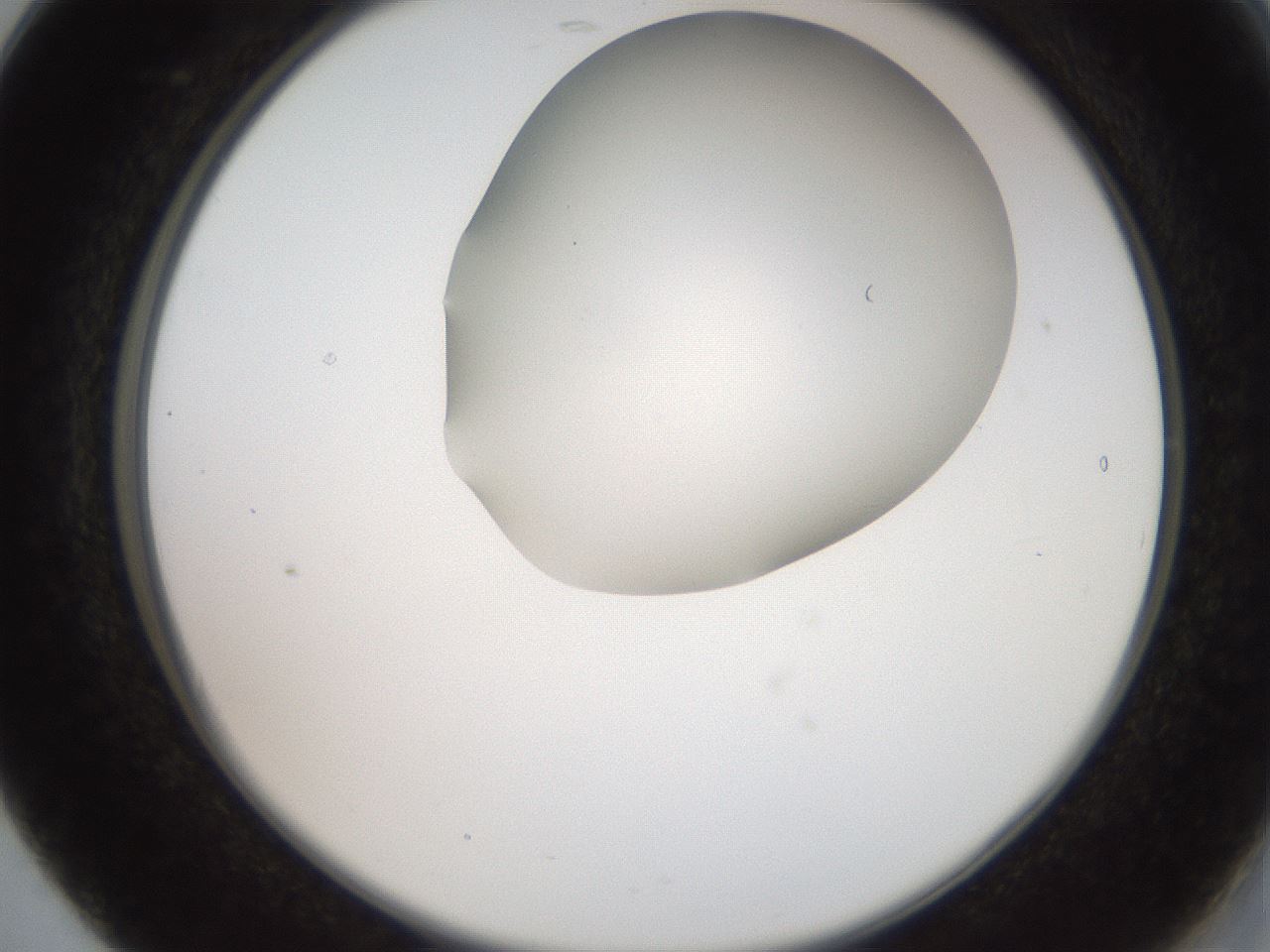 folderID565_plateID2565_batchID13019_wellNum17_profileID1_d2_r195865_ef.jpg
