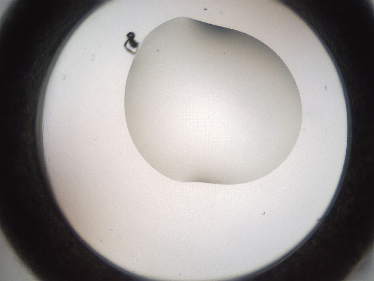 folderID565_plateID2565_batchID13019_wellNum19_profileID1_d2_r195867_ef.jpg