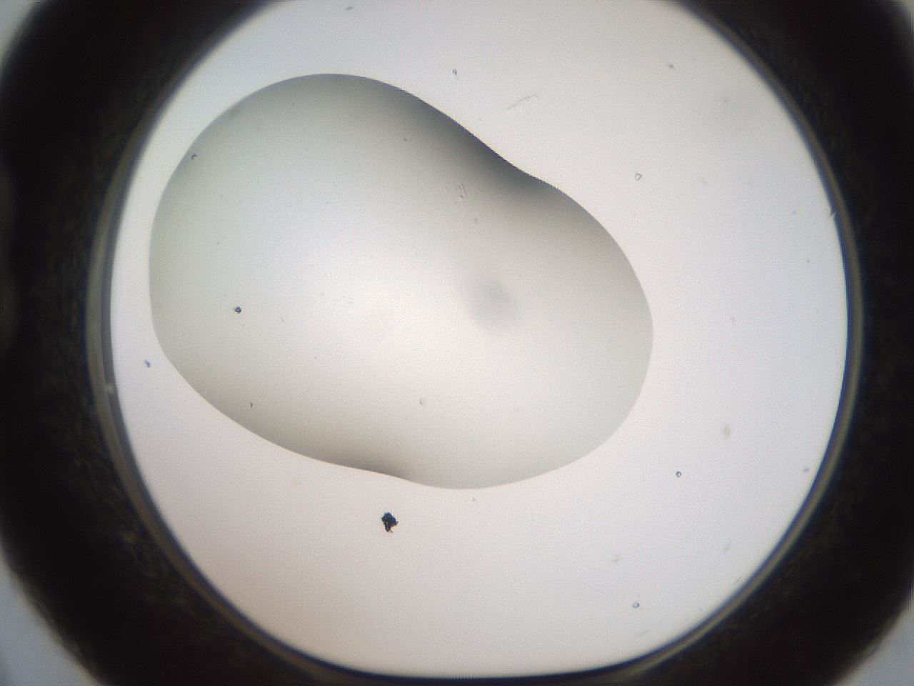 folderID565_plateID2565_batchID13019_wellNum21_profileID1_d1_r195005_ef.jpg