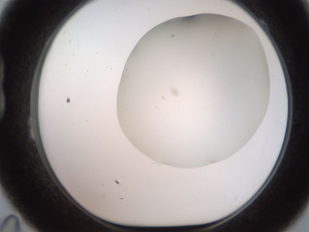 folderID565_plateID2565_batchID13019_wellNum23_profileID1_d1_r195007_ef.jpg