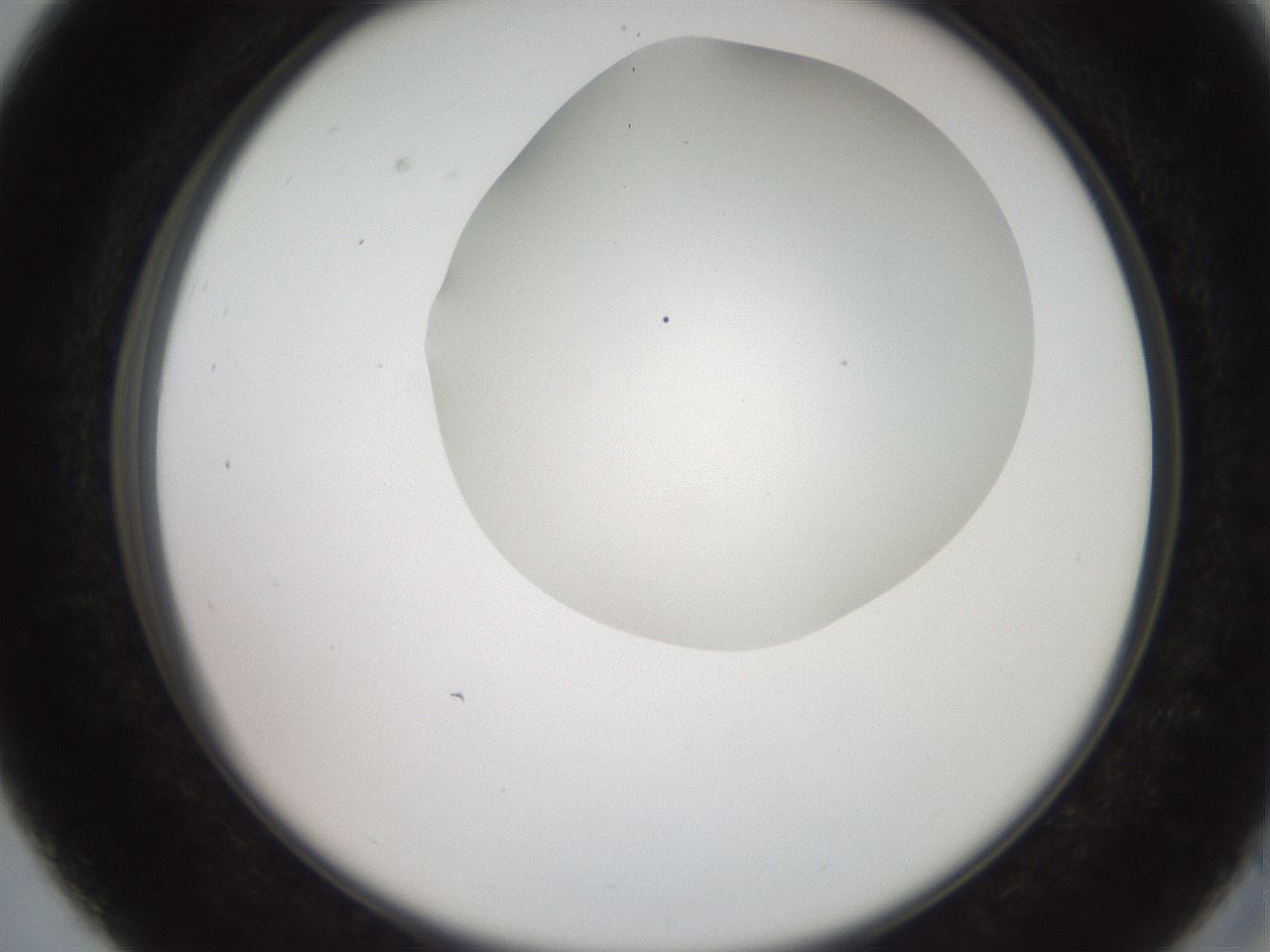 folderID565_plateID2565_batchID13019_wellNum27_profileID1_d2_r195875_ef.jpg