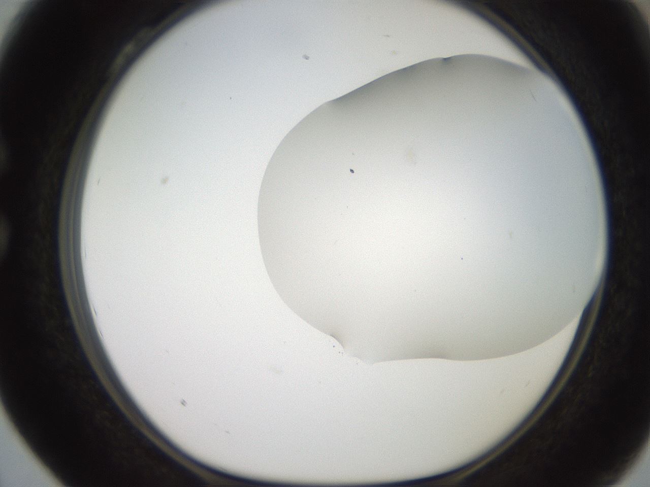 folderID565_plateID2565_batchID13019_wellNum28_profileID1_d1_r195012_ef.jpg
