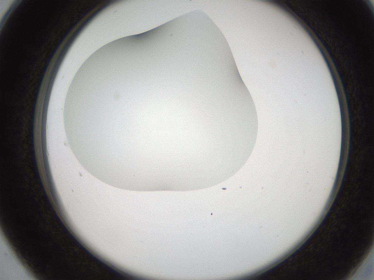 folderID565_plateID2565_batchID13019_wellNum28_profileID1_d2_r195876_ef.jpg