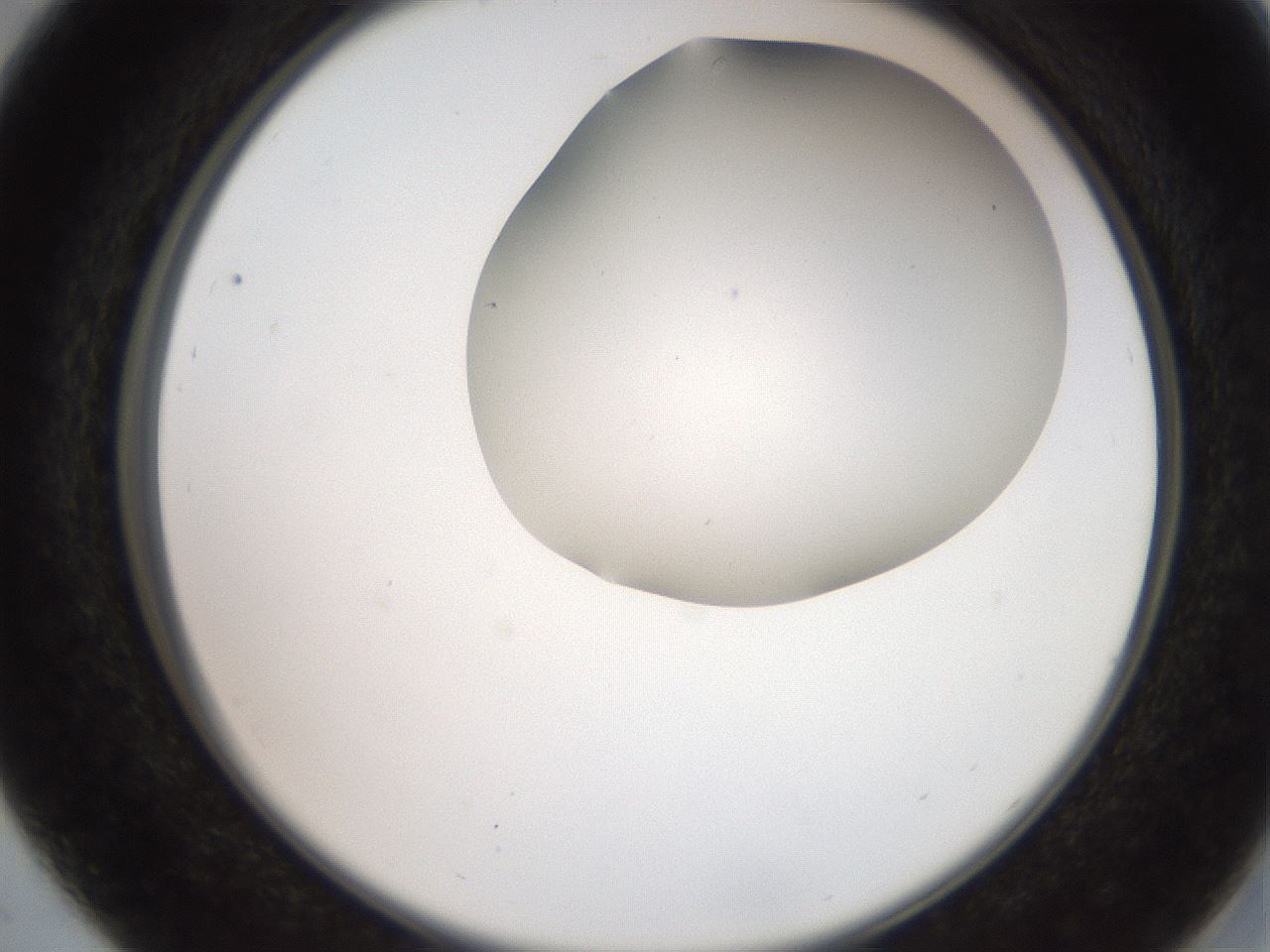 folderID565_plateID2565_batchID13019_wellNum29_profileID1_d2_r195877_ef.jpg