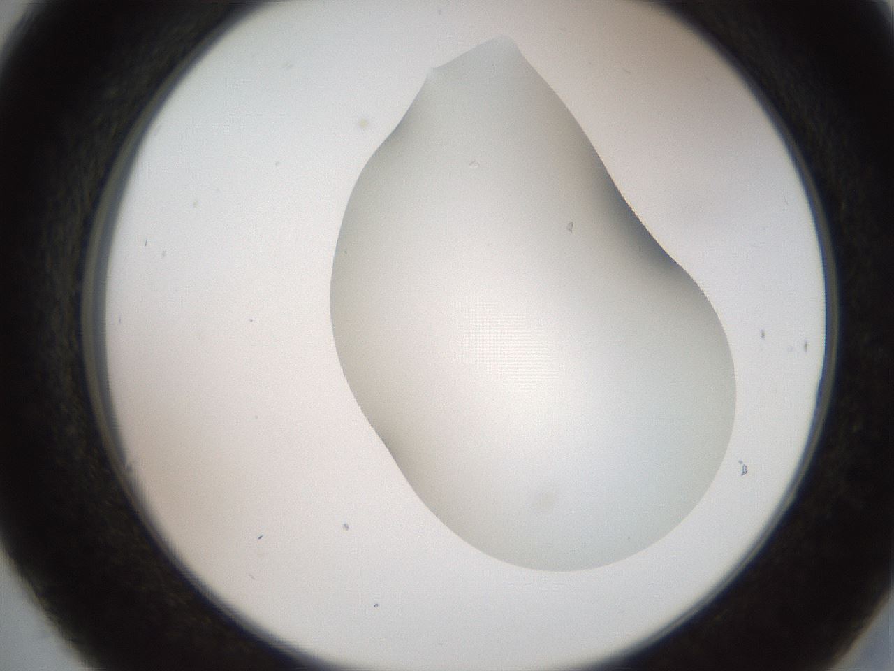 folderID565_plateID2565_batchID13019_wellNum30_profileID1_d2_r195878_ef.jpg