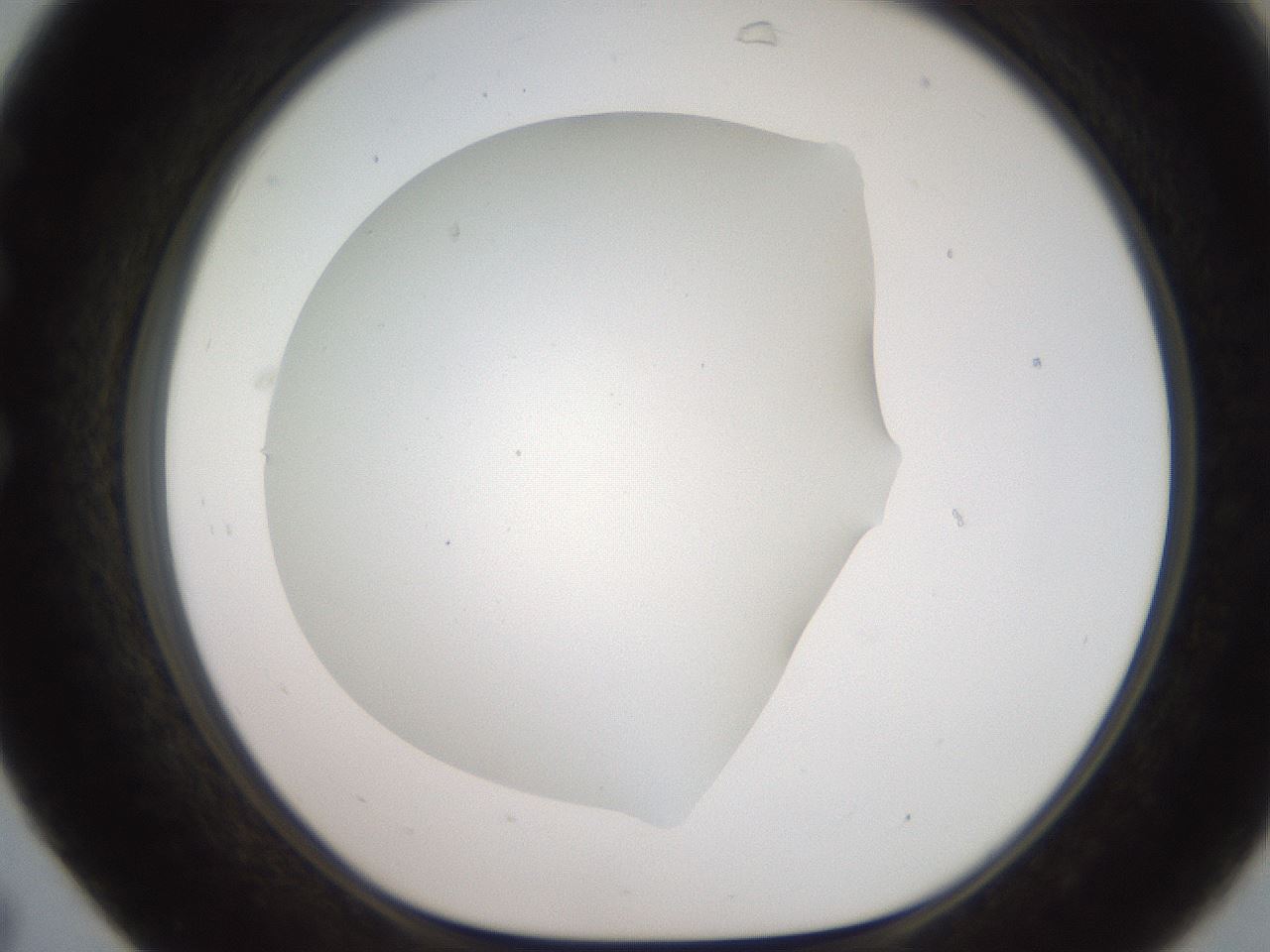 folderID565_plateID2565_batchID13019_wellNum31_profileID1_d1_r195015_ef.jpg