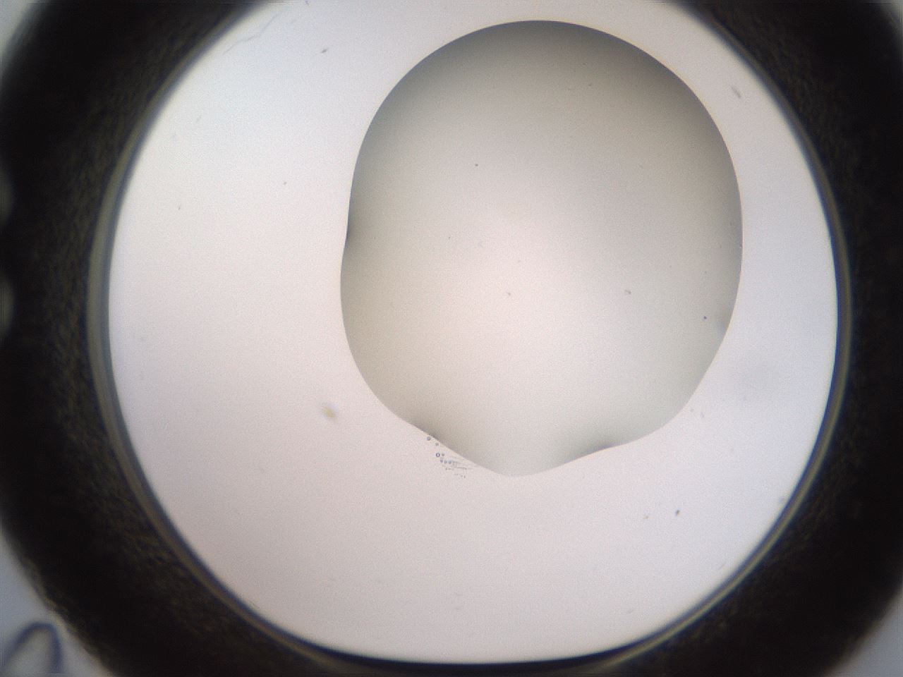 folderID565_plateID2565_batchID13019_wellNum35_profileID1_d1_r195019_ef.jpg