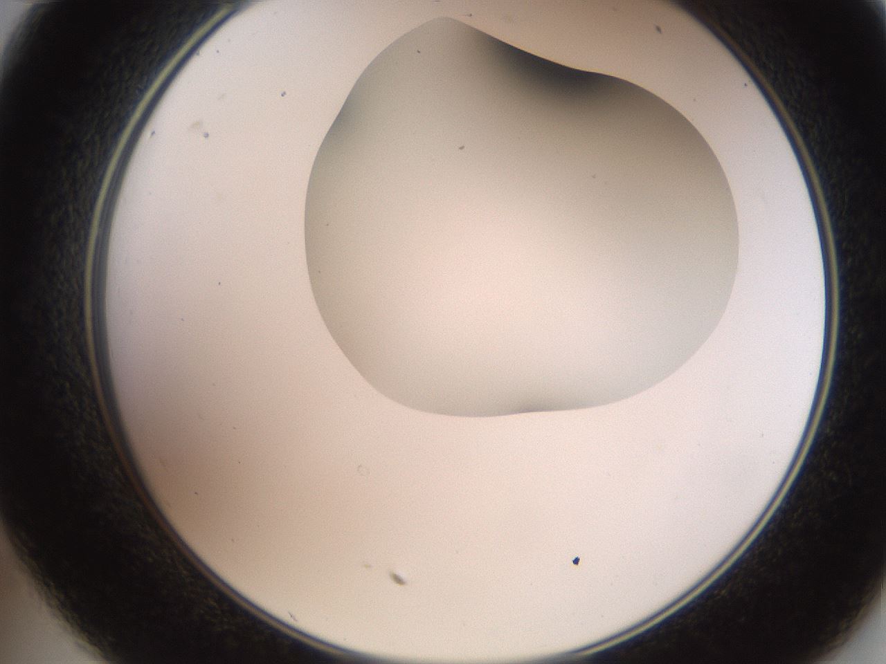 folderID565_plateID2565_batchID13019_wellNum35_profileID1_d2_r195883_ef.jpg