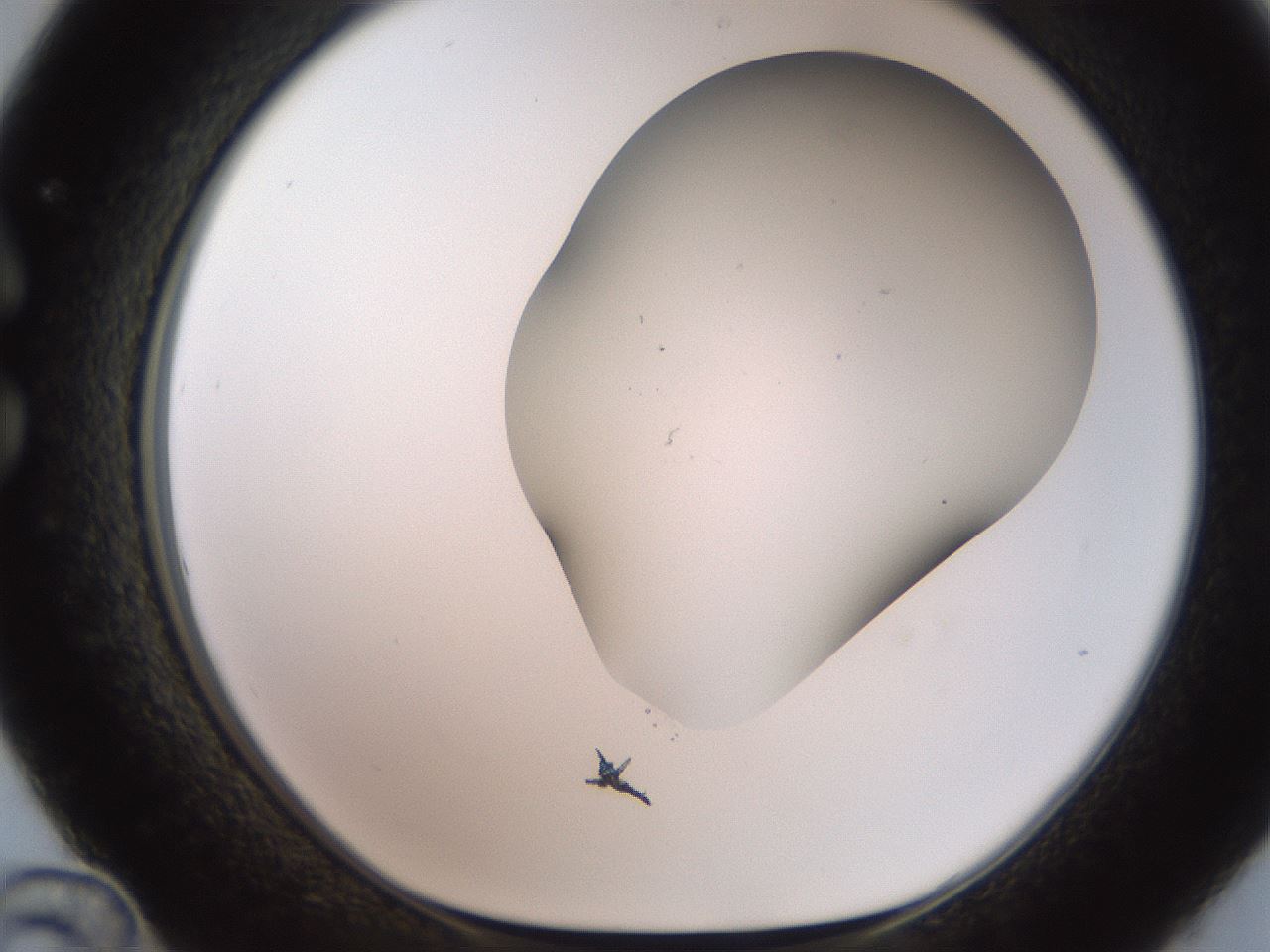 folderID565_plateID2565_batchID13019_wellNum36_profileID1_d1_r195020_ef.jpg