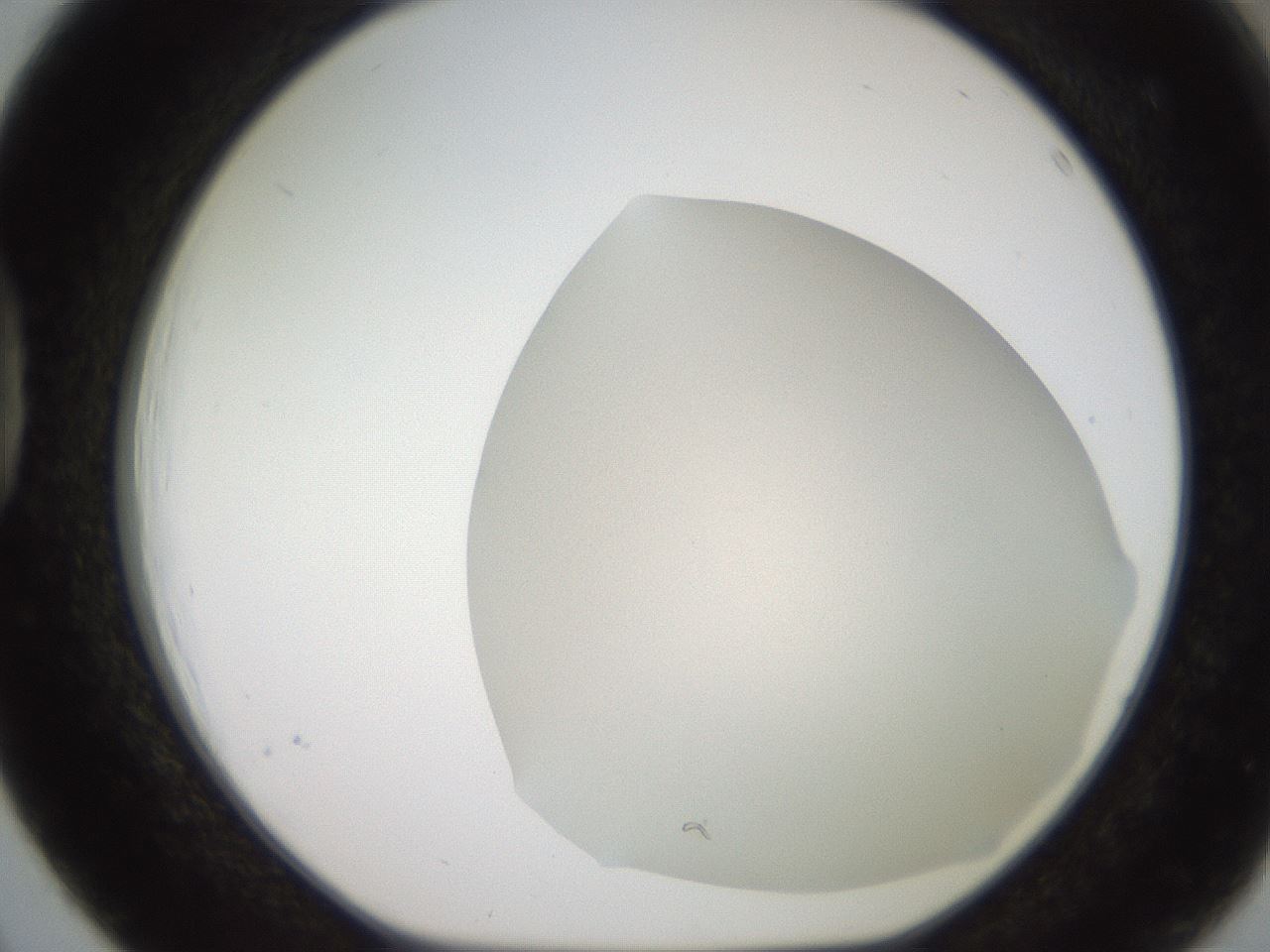 folderID565_plateID2565_batchID13019_wellNum39_profileID1_d1_r195023_ef.jpg