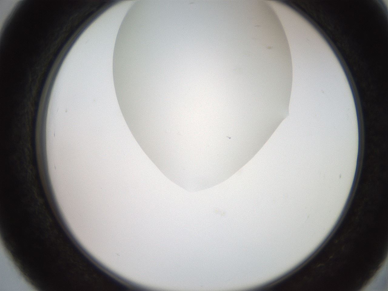 folderID565_plateID2565_batchID13019_wellNum39_profileID1_d2_r195887_ef.jpg