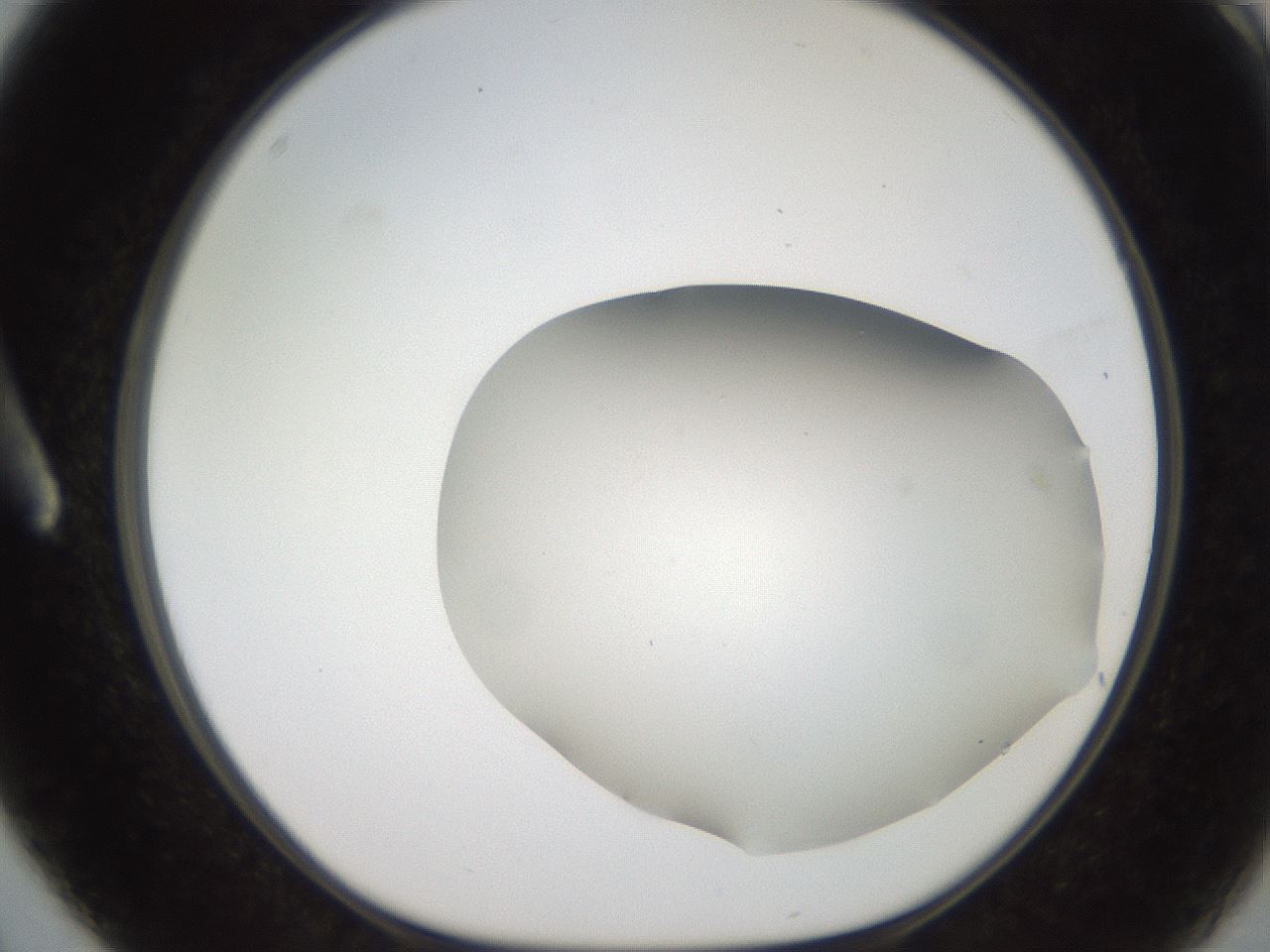 folderID565_plateID2565_batchID13019_wellNum3_profileID1_d1_r194987_ef.jpg
