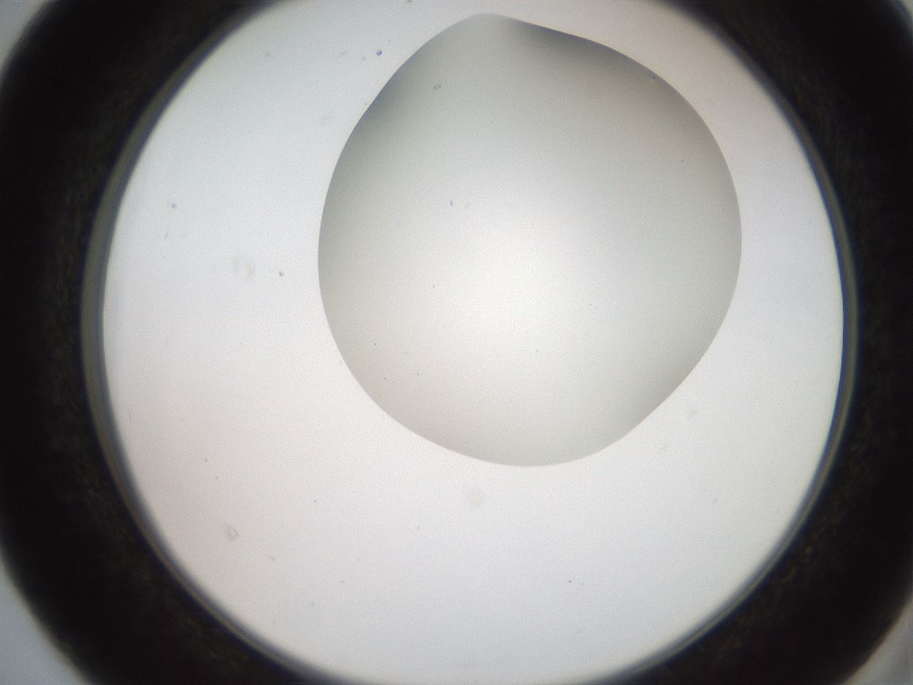 folderID565_plateID2565_batchID13019_wellNum40_profileID1_d2_r195888_ef.jpg