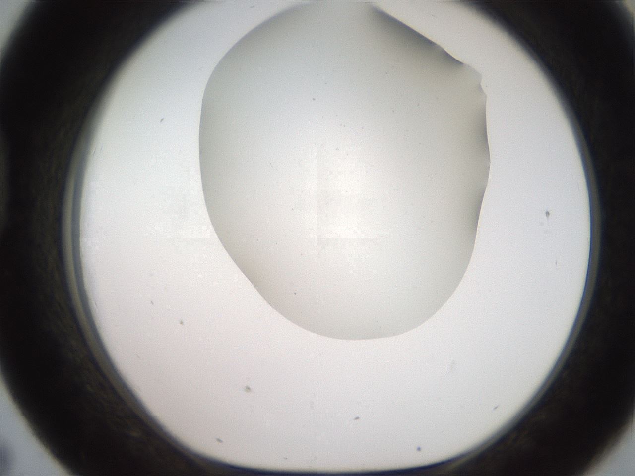 folderID565_plateID2565_batchID13019_wellNum43_profileID1_d1_r195027_ef.jpg