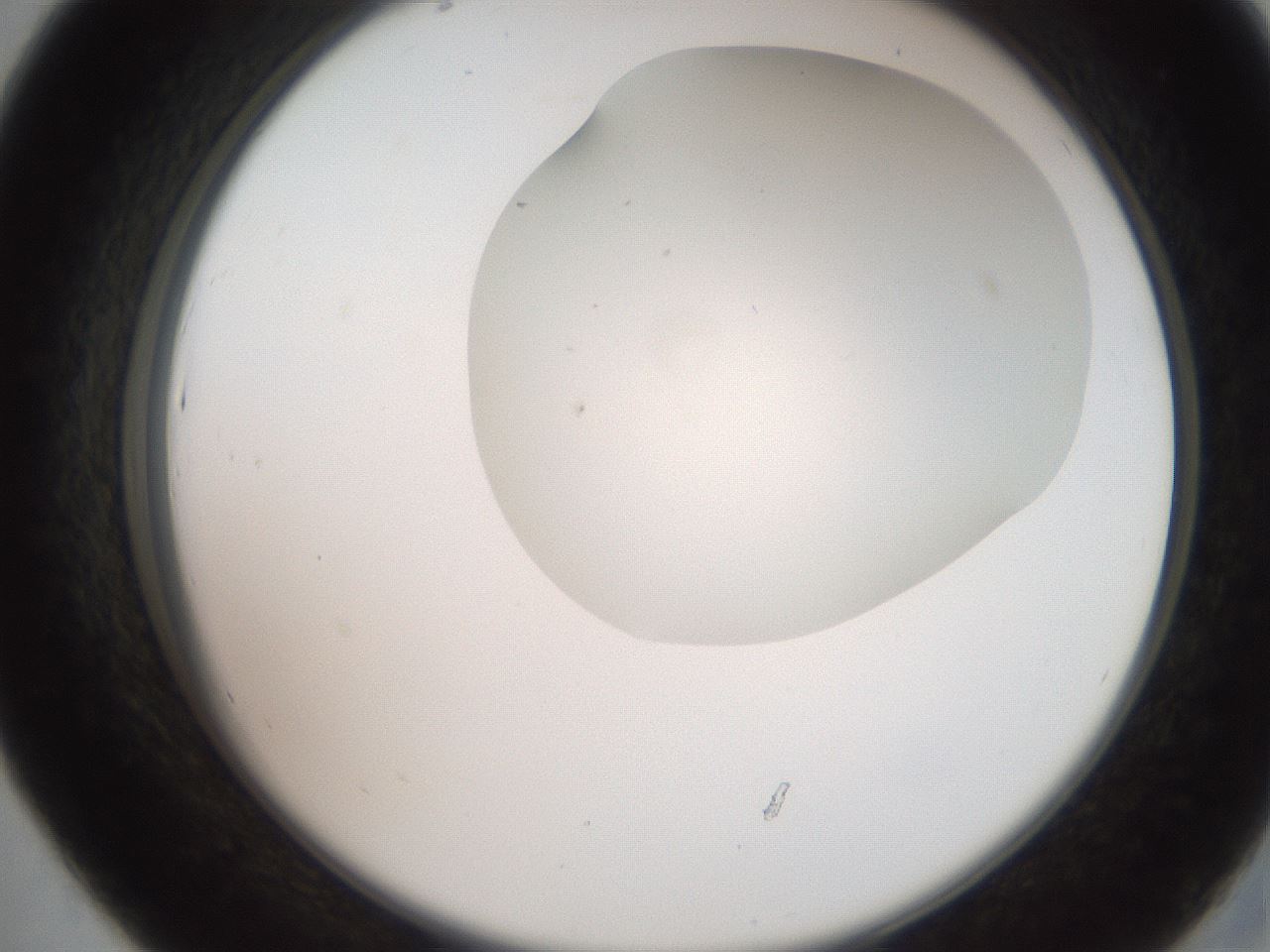 folderID565_plateID2565_batchID13019_wellNum43_profileID1_d2_r195891_ef.jpg